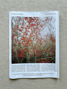 ZEITmagazin Gartenkolumne FineArt Print Spindelstrauch