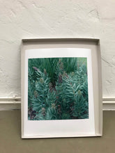 Load image into Gallery viewer, Garten (Slowflower Fritillaria) - Limited Print
