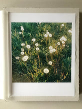 Load image into Gallery viewer, Garten (Slowflower Löwenzahn) - Limited Print