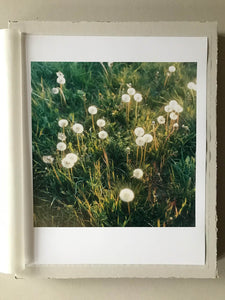 Garten (Slowflower Löwenzahn) - Limited Print