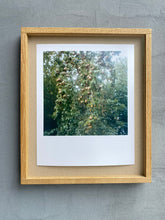 Load image into Gallery viewer, GARTEN (Birnen II) - Limitierter C-Print