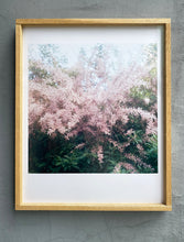 Load image into Gallery viewer, GARTEN (Tamariske) - Limitierter C-Print