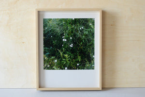 Garten VII - Limited Print