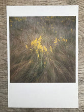 Load image into Gallery viewer, WIESE GARTEN BAUM - A Set of 4 Photographs - Format A5