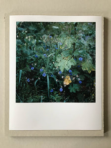 Garten (Kornblume) - Limited C-Print