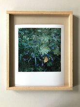 Load image into Gallery viewer, Garten (Kornblume) - Limited C-Print