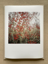 Load image into Gallery viewer, ZEITmagazin Gartenkolumne FineArt Print Spindelstrauch
