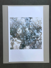 Load image into Gallery viewer, Garten (Silberblatt) Large Limited C-Print