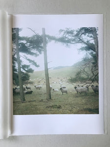 Schafe - Verlosung / Sheep - A Raffle for UNHCR