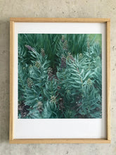 Load image into Gallery viewer, Garten (Slowflower Fritillaria) - Limited C-Print