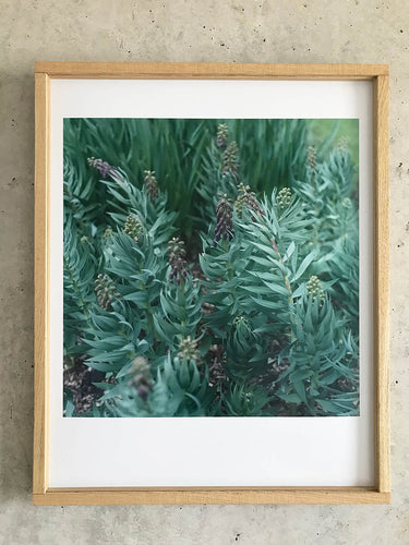 Garten (Slowflower Fritillaria) - Limited Print