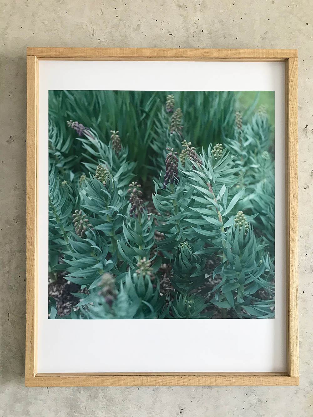 Garten (Slowflower Fritillaria) - Limited C-Print