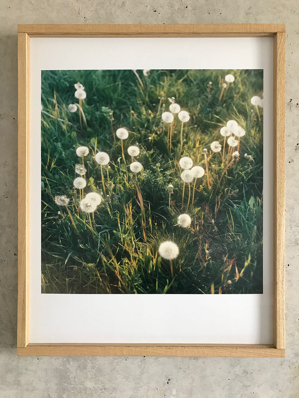 Garten (Slowflower Löwenzahn) - Limited C-Print